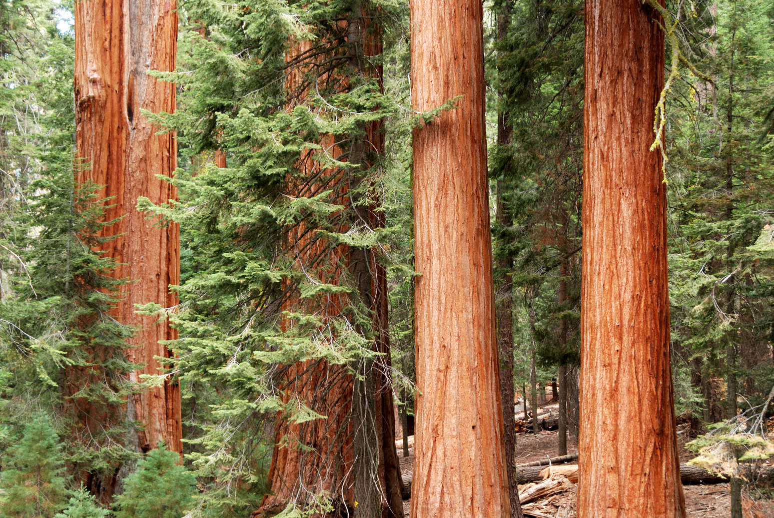 redwood forest